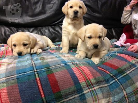Labradoodles προς πώληση